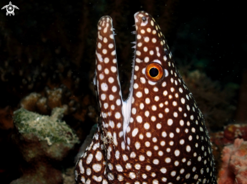 A Gymnothorax moringa | White spotted moray eel