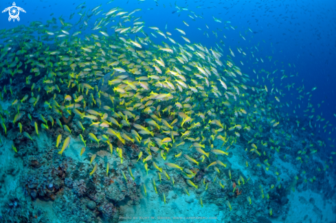 A Lutjanus lutjanus | Bigeye Snapper