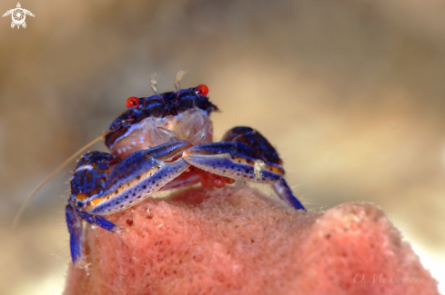 A Blue sponge porcelain crab (Aliaporcellana sp.) Lembeh, Indonesia 