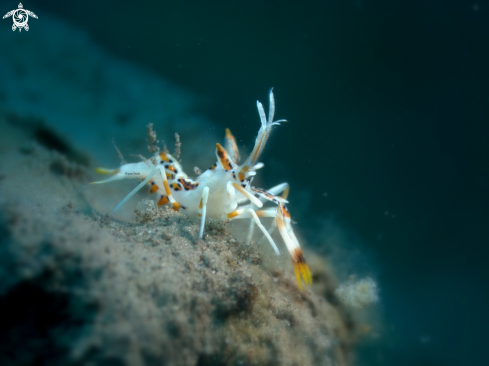 A Tiger shrimp