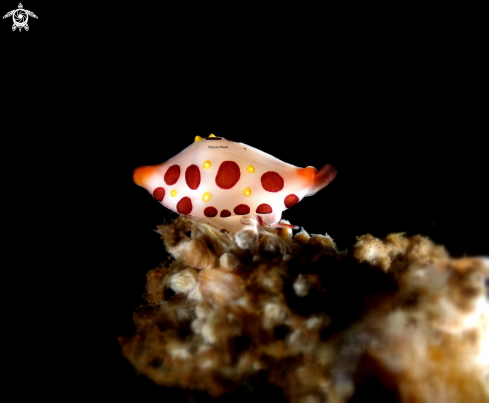 A Cowrie