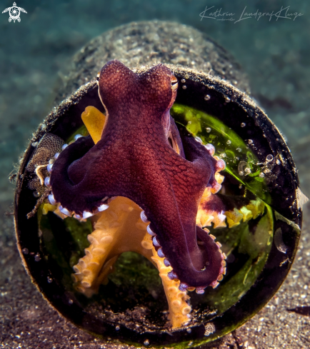 A Coconut Octopus