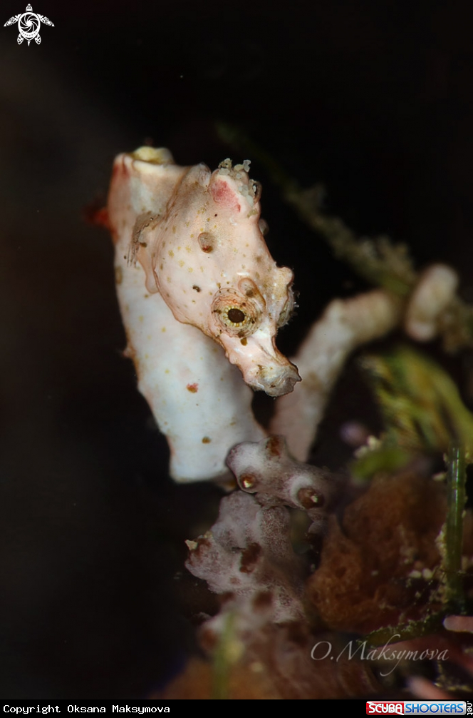A Pontoh's pygmy seahorse (Hippocampus pontohi)
