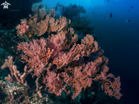 A Seafan,Gorgonia.