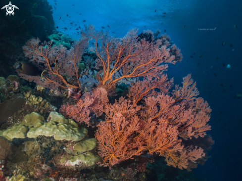 A Melithaea ochracea | Seafan,Gorgonia.