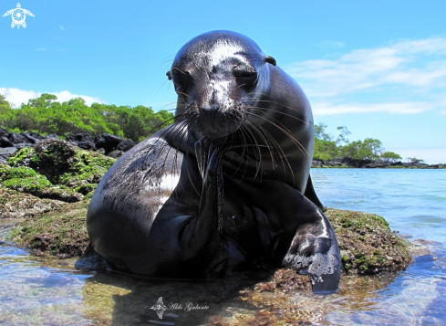 A Zalophus wollebaeki (Sivertsen, 1953) | Galápagos Sea Lion