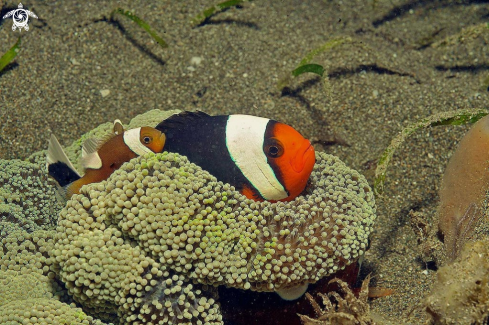 A anemone fish