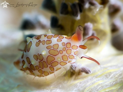A Diminovula margarita | Egg Cowrie