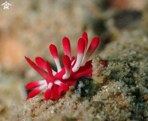 A Okenia nakamotoensis | Okenia nakamotoensis