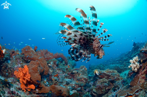 A Pterois volitans | Lionfish, Rotfeuerfisch