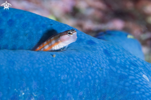 A Bath's Blenny