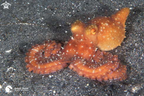 A Starry Night Octopus