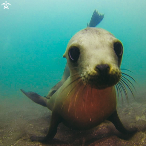 A Sea lion