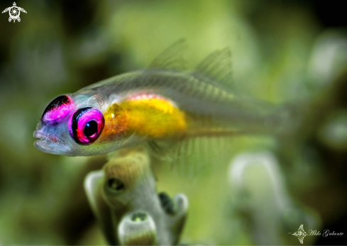 A Bryaninops natans (Larson, 1985) | Pink Eye Goby 