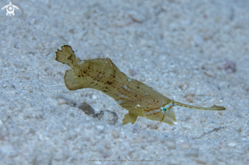 A Iniistius pavo | Peacock Razorfish