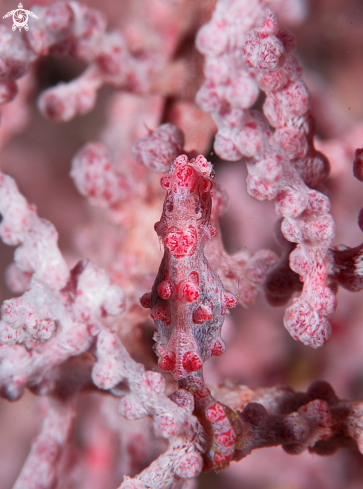 A Bargibant's pigmy seahorse