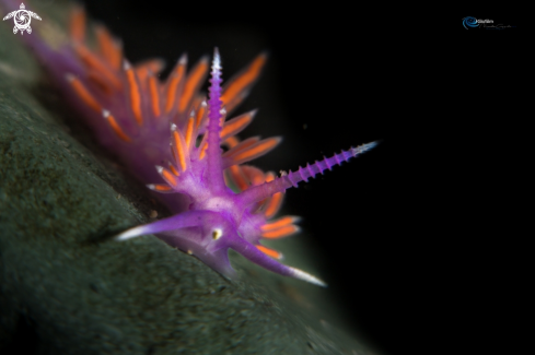 A Flabellina ischitana 