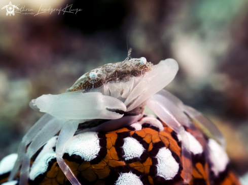 A Caphyra loevis | Harlequin Swimming Crab