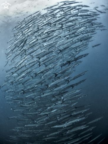 A Chevron Barracuda