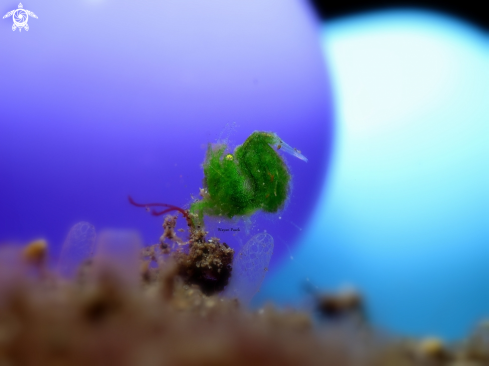 A phycocaris sp | Grean algae shrimp