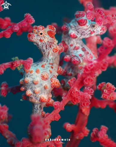 A Pygmy seahorse
