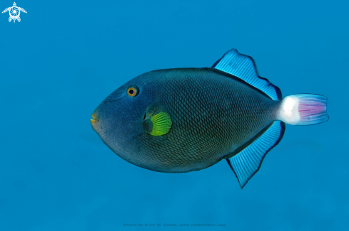 A Trigger Fish