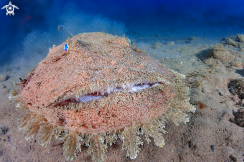 A Lophius budegassa