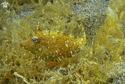 A filefish