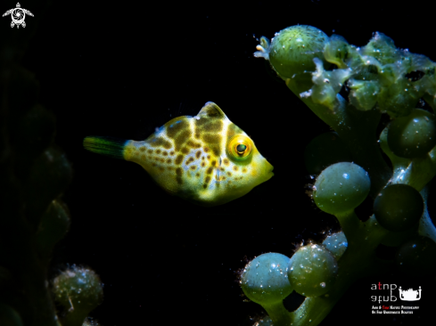 A Paraluteres prionurus | Juvenile Mimic Filefish