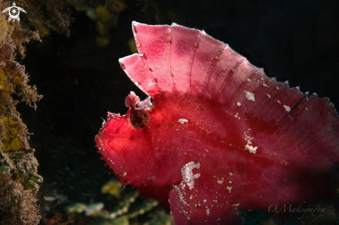 A Pink Leaf Fish