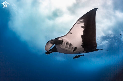 A Giant Pacific Manta Ray