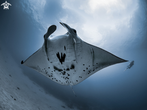 A Mobula alfredi | Manta Ray