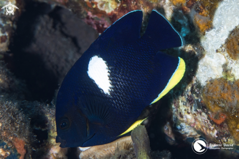 A Keyhole Angelfish