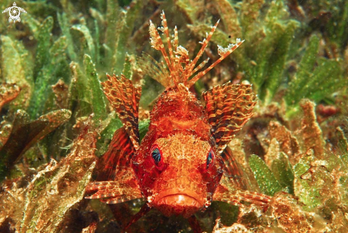 A lion fish