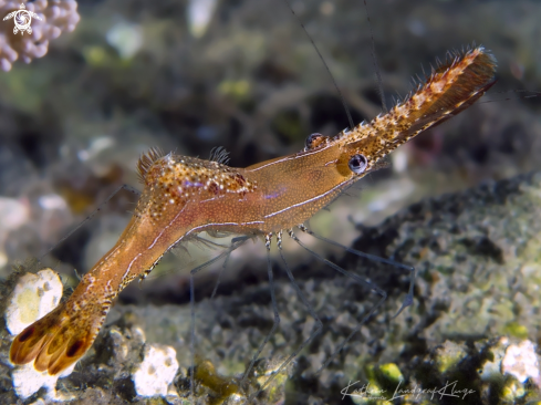 A Leander plumosus | Donald Duck Shrimp