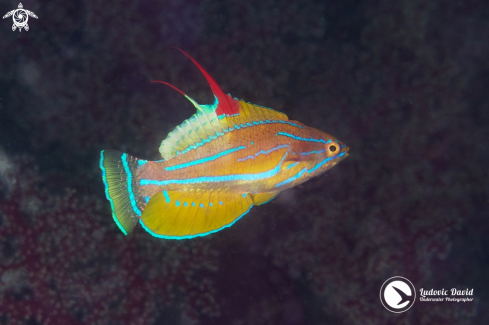 A Yellowfin Flasher