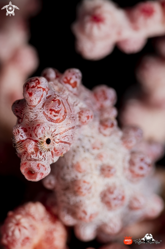 A pigmy seahorse