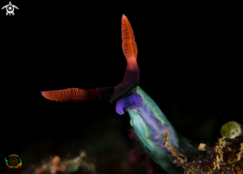 A Nembrotha chamberlaini | Chamberlain`s Nembrotha