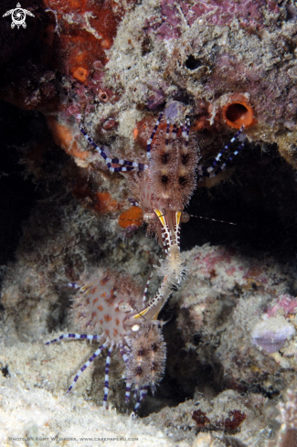 A Marble Shrimp