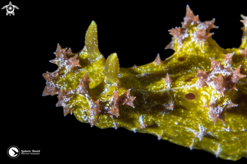 A Thorny Devil Miamira Nudibranch