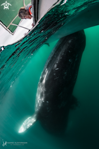 A Grey Whale