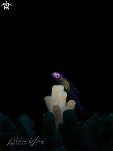 A Pink Eye Goby
