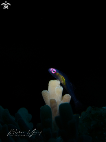 A Bryaninops natans | Pink Eye Goby