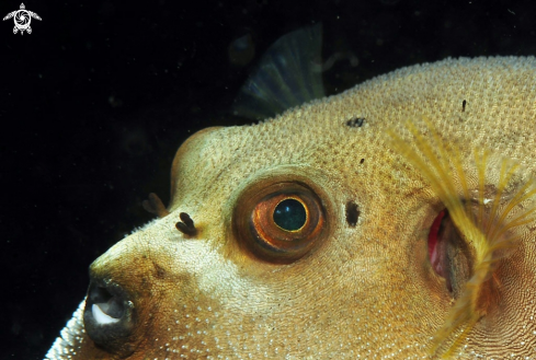 A puffer fish