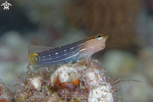 A Blenny