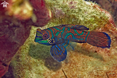 A mandarin fish