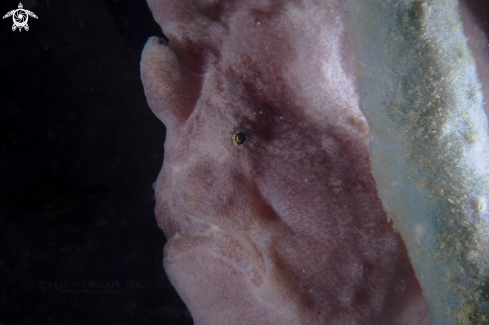 A giant frogfish