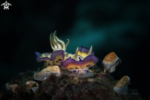 A Nudibranch Goniobranchus kuniei