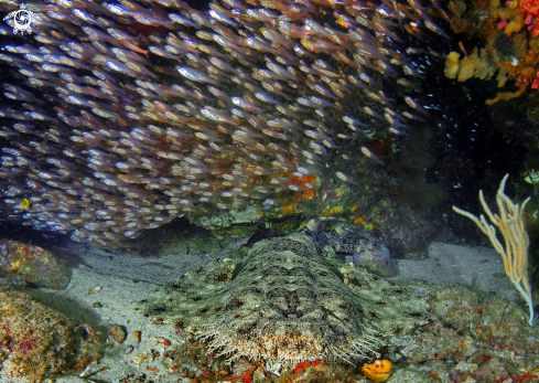 A Wobbegong shark