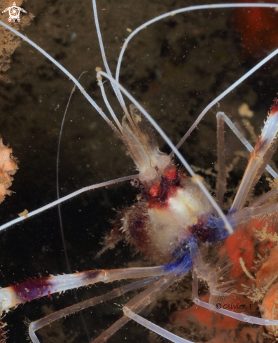 A Banded cleaner shrimp